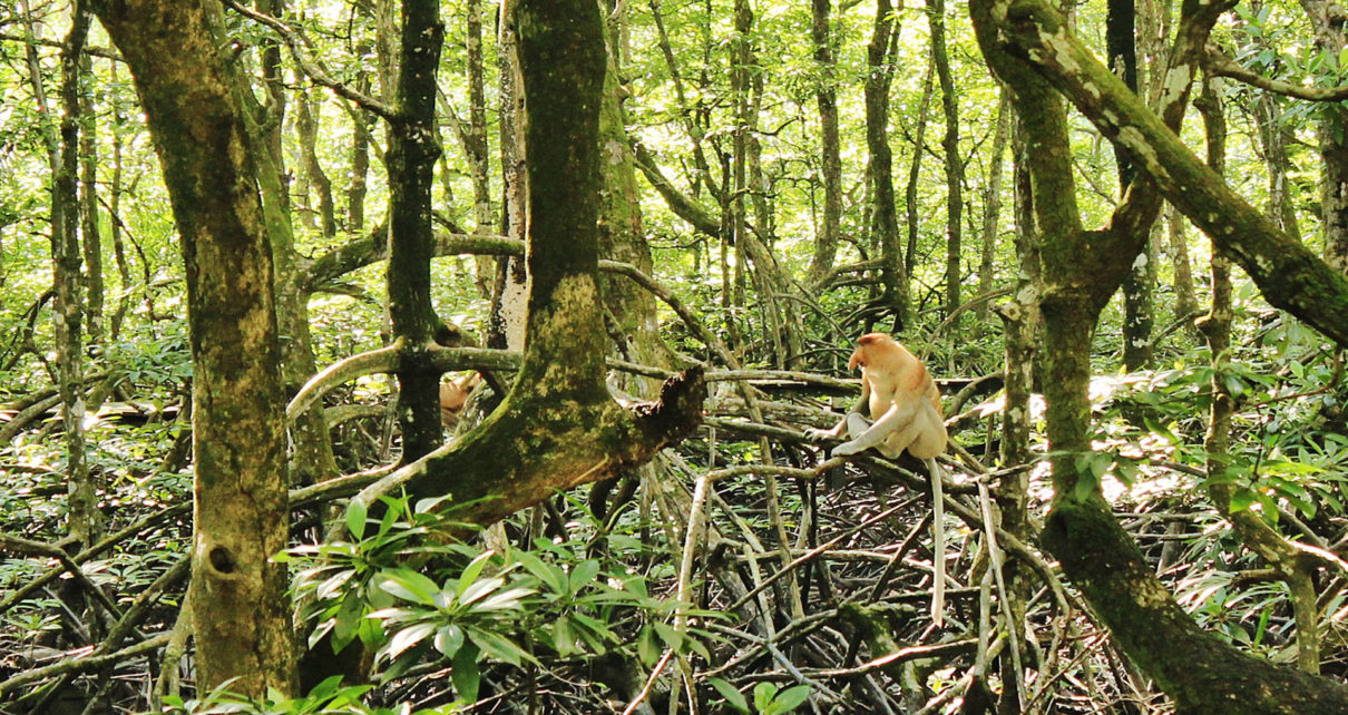 Mangrove Dan Bekantan Bertahan Dari Kepunahan