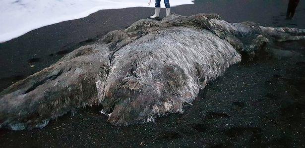 penemuan monster laut berbulu