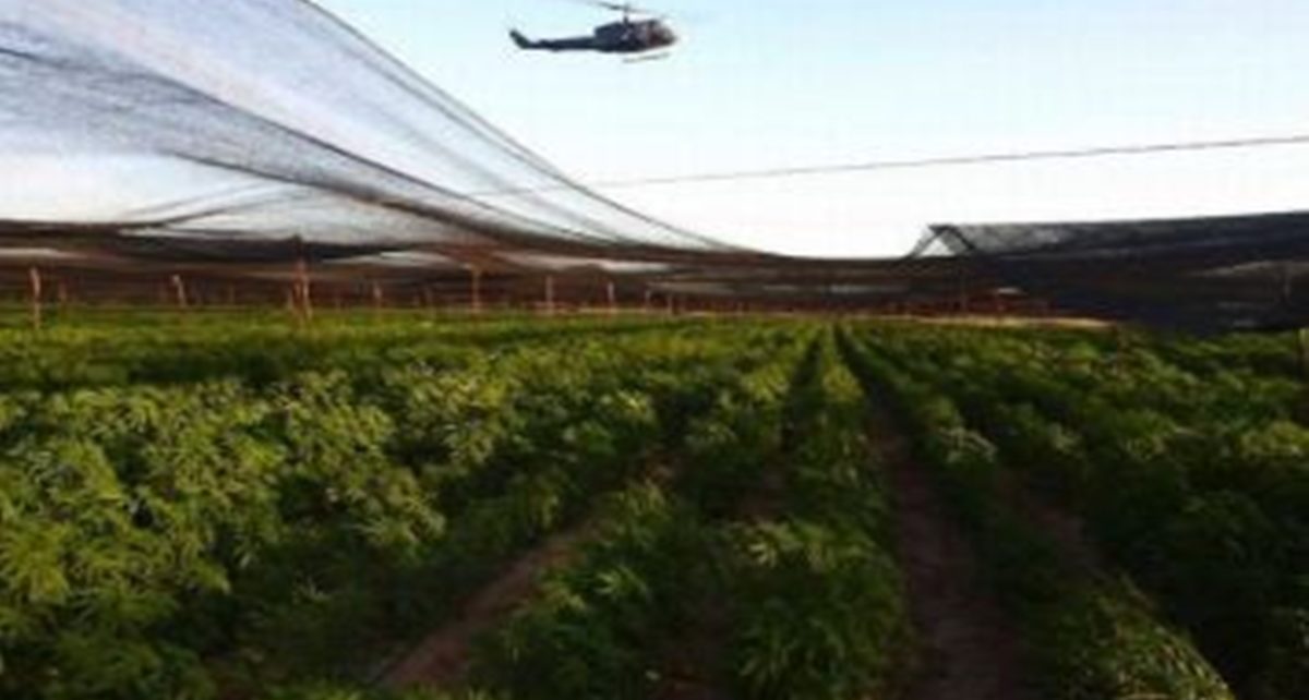 Meksiko, Ladang Ganja Terbesar di Dunia