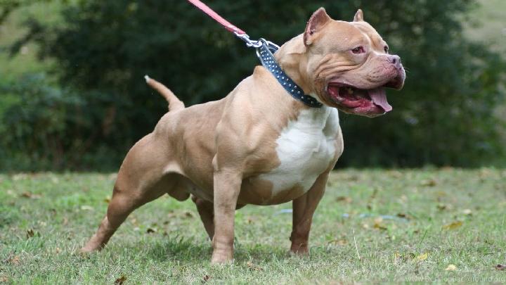 anjing penjaga american pitbull