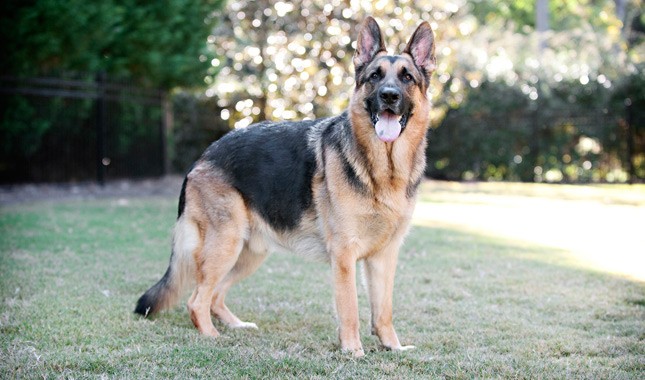 anjing penjaga German Shepherd