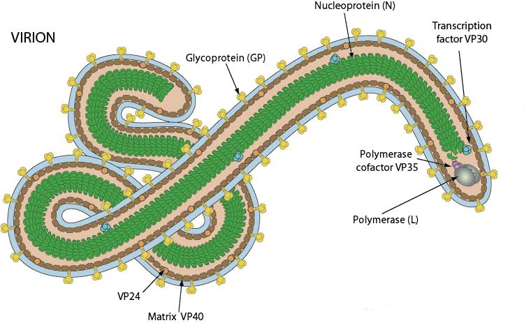 contoh gambaran virus ebola