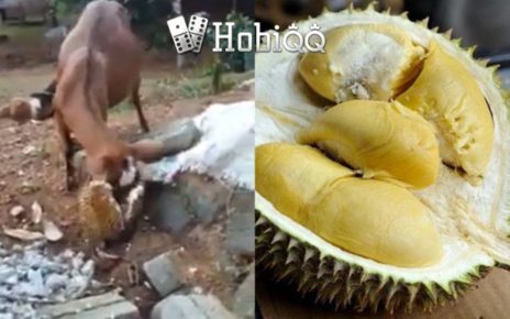 Seekor Kambing di Malaysia Doyan Durian