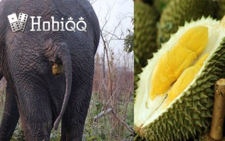 Durian Tahi Gajah Kini Tengah Populer