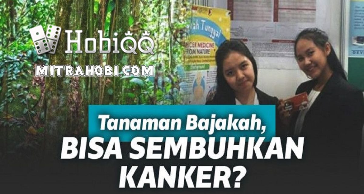 apakah akar bajakah bisa sembuhkan kanker ?