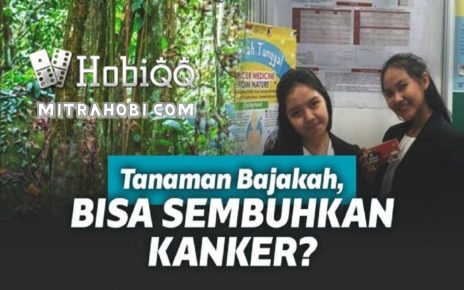 apakah akar bajakah bisa sembuhkan kanker ?