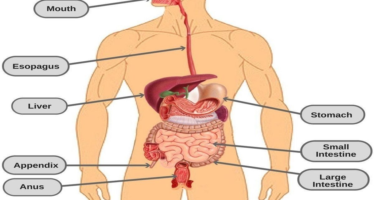 7 Cara Aman Membersihkan Usus Besar