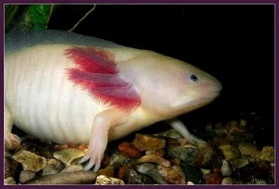 Axolotl Ikan Yang Berkaki Dari Meksiko