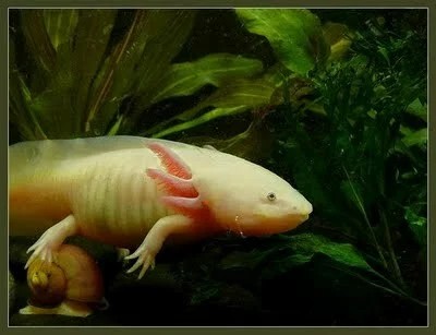 Axolotl Ikan Yang Berkaki Dari Meksiko