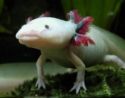 Axolotl Ikan Yang Berkaki Dari Meksiko