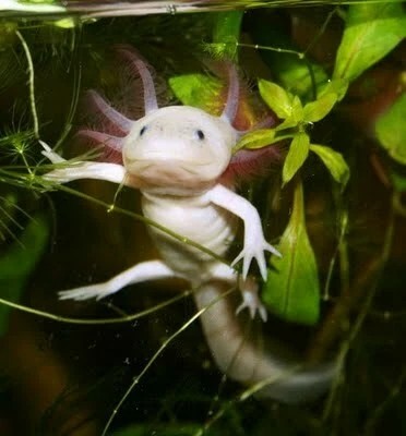 Axolotl Ikan Yang Berkaki Dari Meksiko