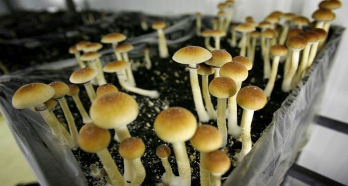 Cara Kenali Pengguna Mushroom yang Berhalusinasi