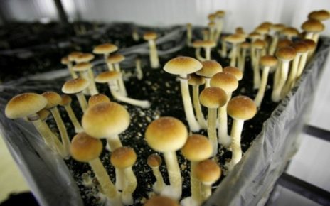 Cara Kenali Pengguna Mushroom yang Berhalusinasi