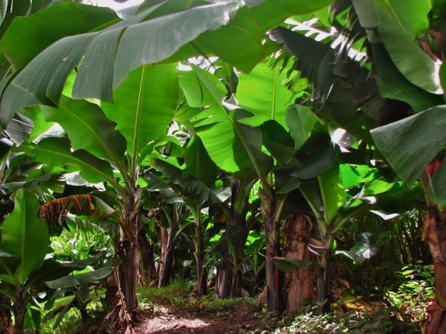 Manfaat Daun Pisang Sebagai Pembungkus Makanan