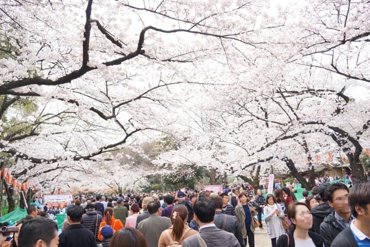 Keindahan Negara Sakura(Jepang)