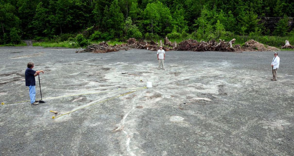 Hutan Tertua di Dunia