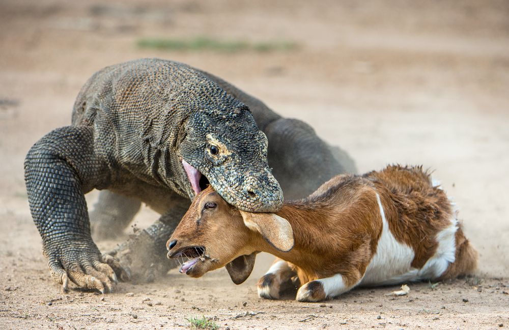 Hati Hati dengan Air Liur Komodo 