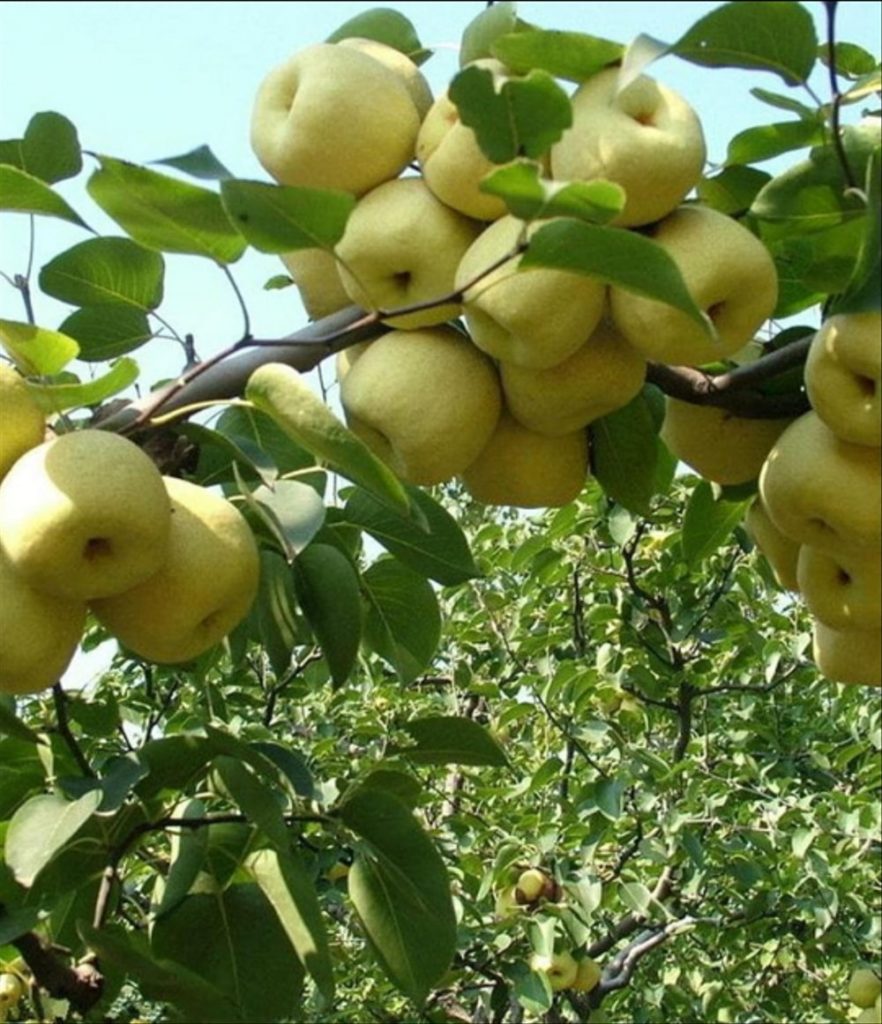 Nutrisi Buah Pir yang Menakjubkan Bagi Kesehatan Tubuh