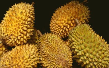 5 Tips Jitu Memilih durian Segar