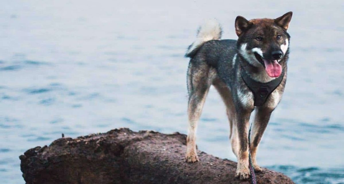 Anjing Menggemaskan dengan Wajah Mirip Serigala