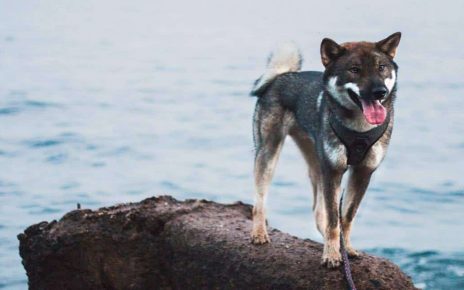 Anjing Menggemaskan dengan Wajah Mirip Serigala