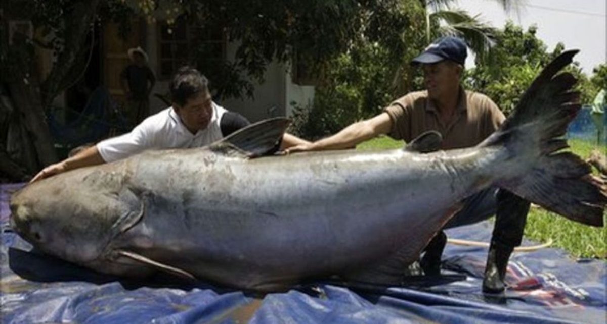 Ikan Air Tawar Terbesar di Dunia