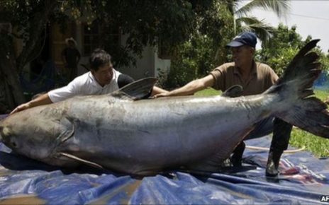 Ikan Air Tawar Terbesar di Dunia