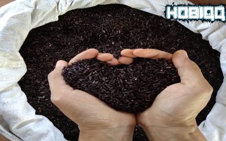 Manfaat Beras Ketan Hitam untuk Kesehatan