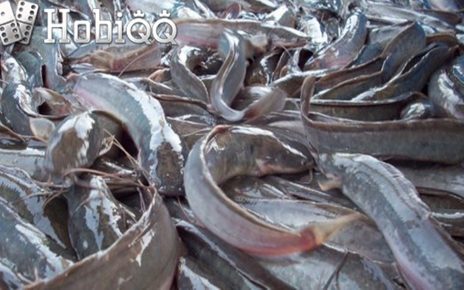 Murah dan Tinggi Nutrisi, Ini 5 Manfaat Kesehatan Ikan Lele