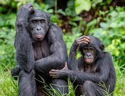 There's so much that bonobos and chimps can teach humans | The Japan Times