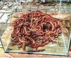 Centipede Lipan Kelabang - Photos | Facebook