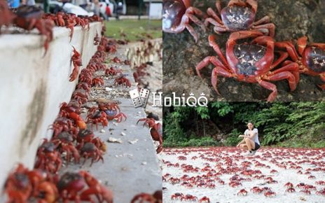 Kepiting Merah