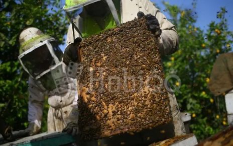 5 Manfaat Sarang Madu, Tidak Sekadar Jadi Pemanis Alami