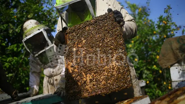 5 Manfaat Sarang Madu, Tidak Sekadar Jadi Pemanis Alami