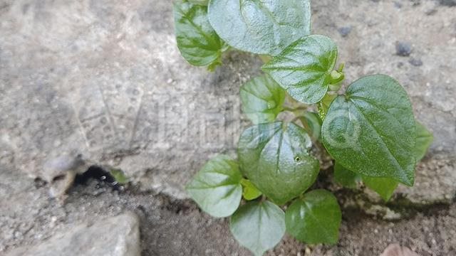 Berikut Ini Manfaat Daun Suruhan Untuk KesehatanYang Kaya Antioksidan