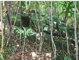 Habitat structure of Cnemaspis bidongensis sp. nov. from Pulau Bidong,... |  Download Scientific Diagram