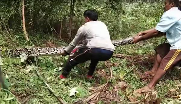 Pria Sekampung Kewalahan Tangkap Ular Piton Besar