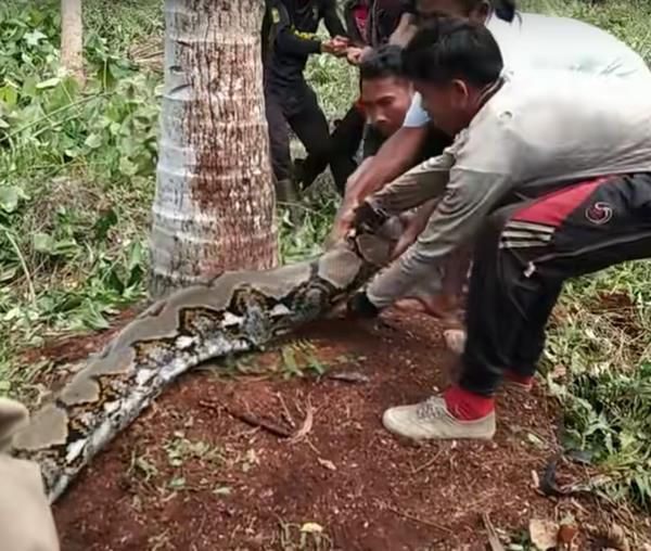 Pria Sekampung Kewalahan Tangkap Ular Piton Besar