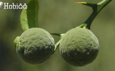 5 Manfaat Buah Yuzu yang Sangat Penting bagi Anak-Anak