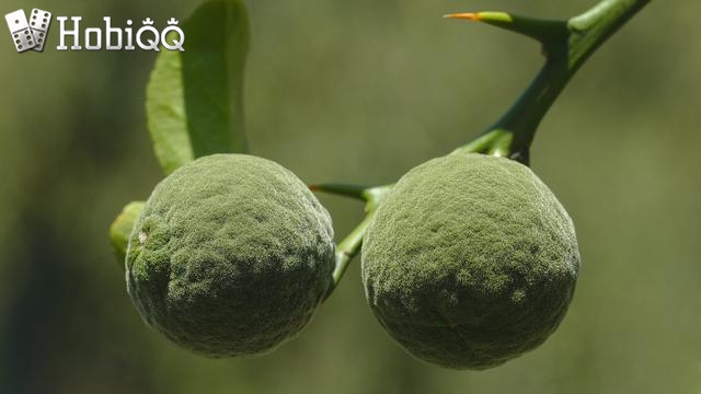 5 Manfaat Buah Yuzu yang Sangat Penting bagi Anak-Anak