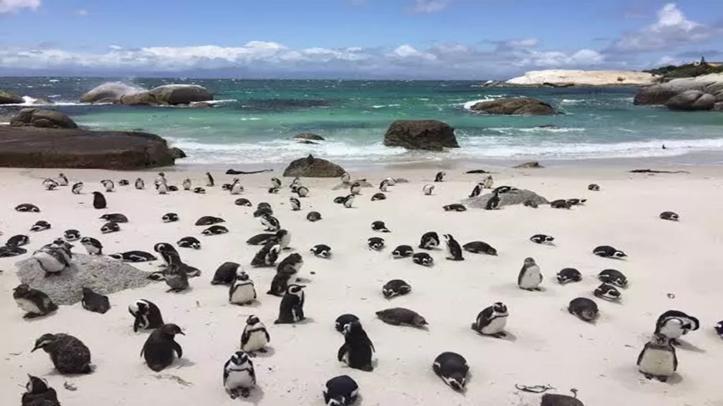 Wah Ternyata Ada Pantai Babi, Berikut 6 Objek Wisata Yang Dihuni Kawanan Hewan