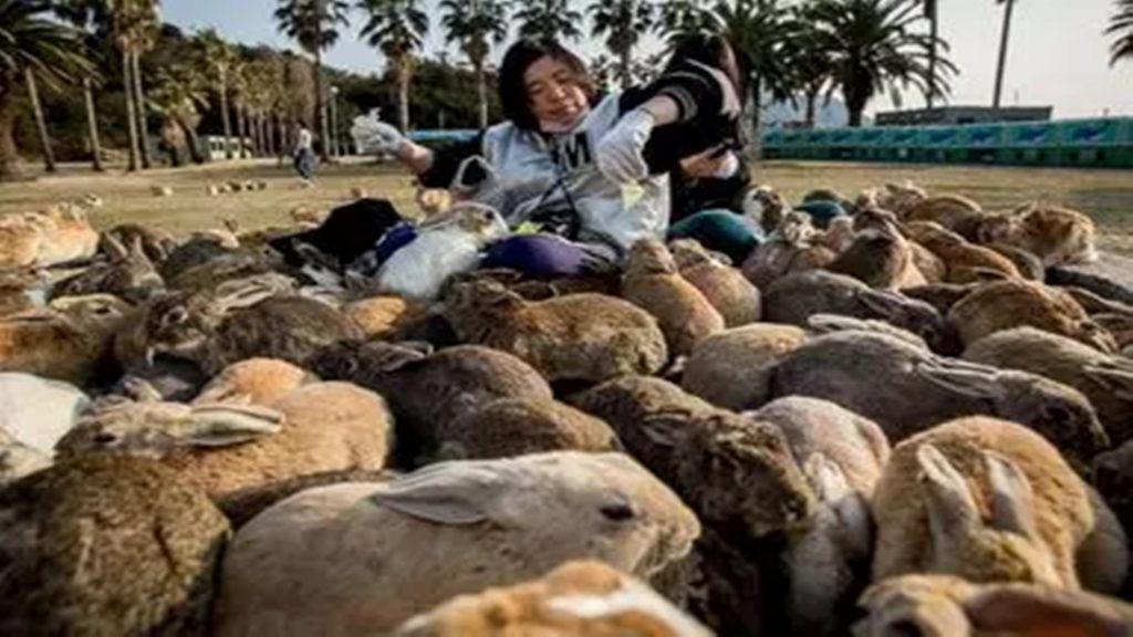 Wah Ternyata Ada Pantai Babi, Berikut 6 Objek Wisata Yang Dihuni Kawanan Hewan