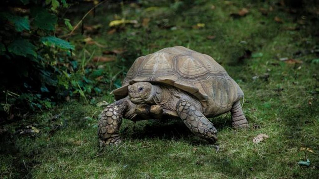 Jelang Imlek, Ini 5 Hewan yang Diyakini Bawa Keberuntungan