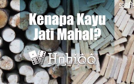 Kenapa Harga Kayu Jati