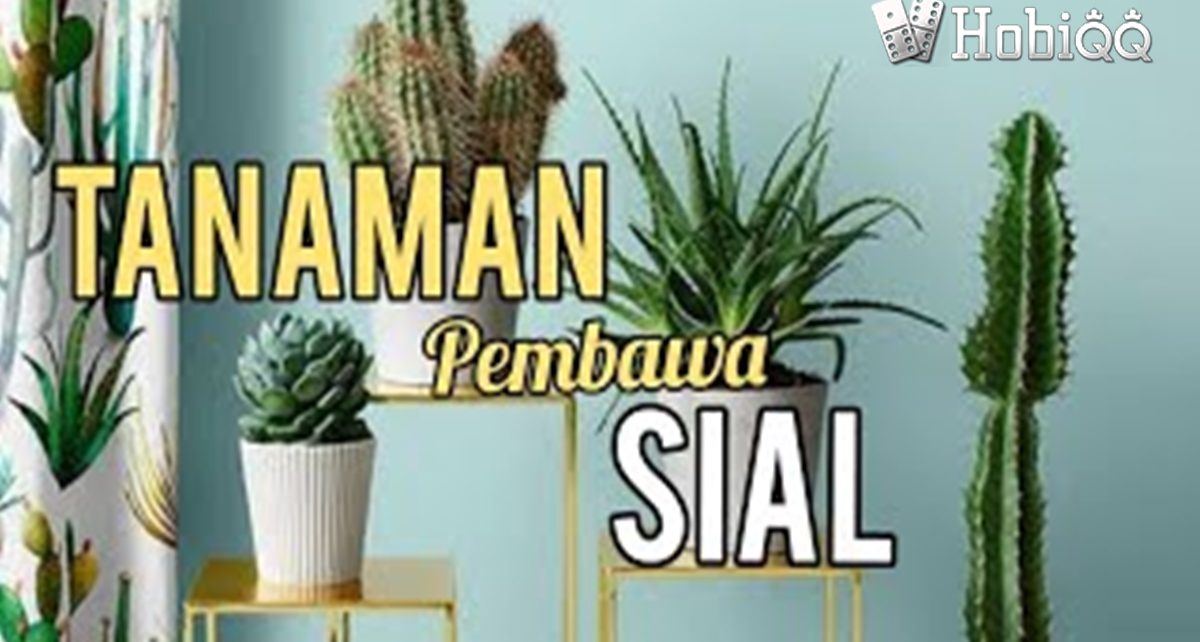 Viral BuViral Bunga Ini Bisa Membawa Sial Di Rumahnga Ini Bisa Membawa Sial Di Rumah