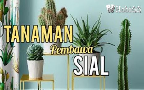 Viral BuViral Bunga Ini Bisa Membawa Sial Di Rumahnga Ini Bisa Membawa Sial Di Rumah