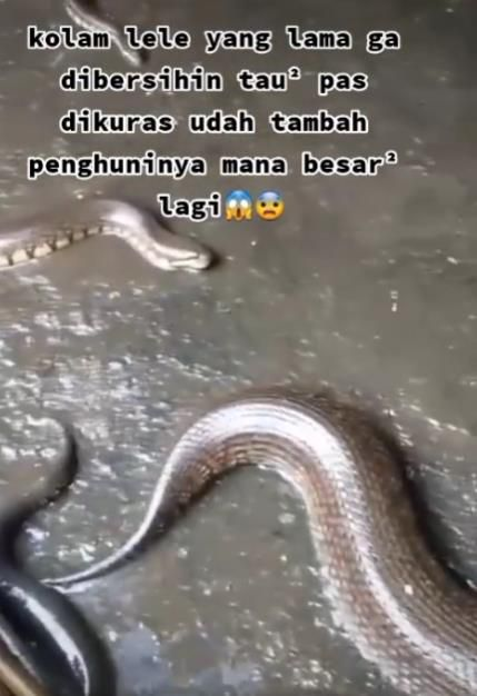 Kolam Lele Berubah Jadi Sarang Ular Buat Syok