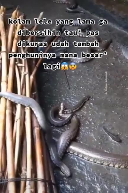 Kolam Lele Berubah Jadi Sarang Ular Buat Syok