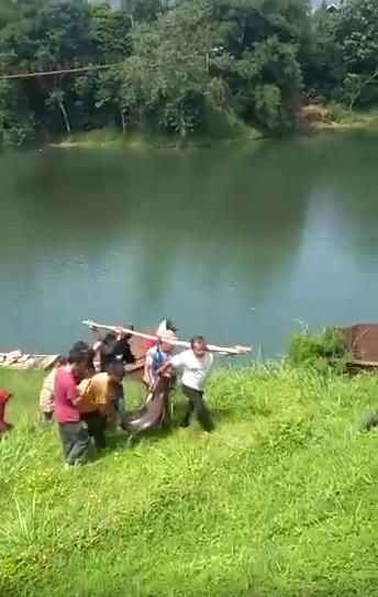 Mancing di Danau Lido Dapat Patin Raksasa