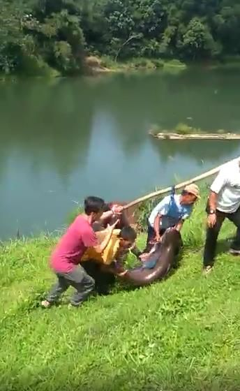 Mancing di Danau Lido Dapat Patin Raksasa